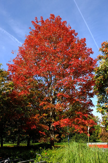 Polly Vacher West tree photo