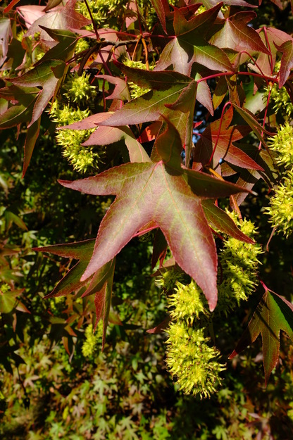 September close-up photo