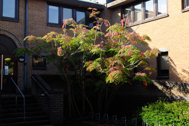 Polly Vacher North tree photo