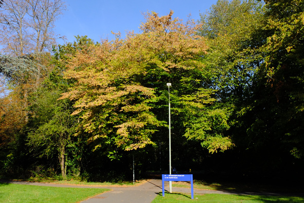 September tree photo
