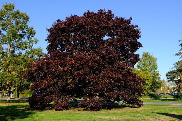 Photo of Acer platanoides cultivar