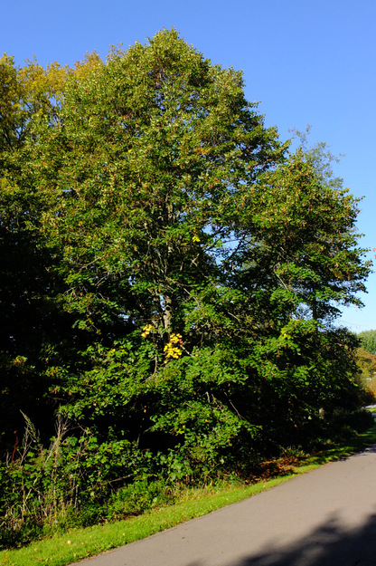 September tree photo