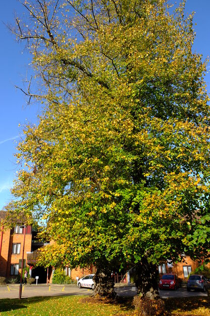 Dunsden Crescent tree photo