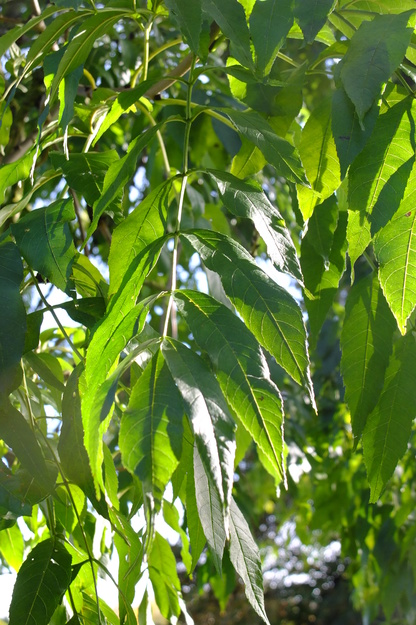 October close-up photo