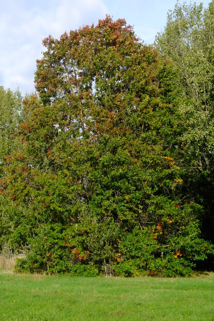 October tree photo