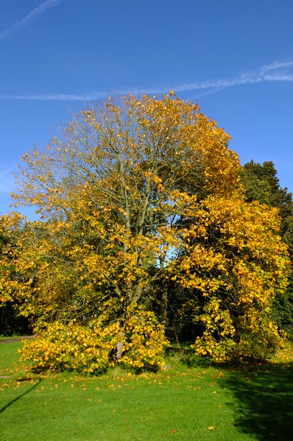 October tree photo