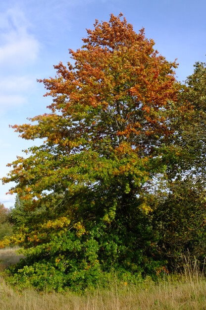 Southern meadow tree photo