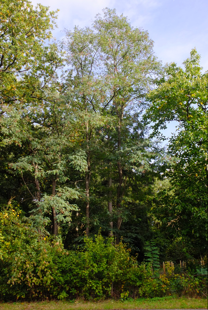 Zuckerman East tree photo