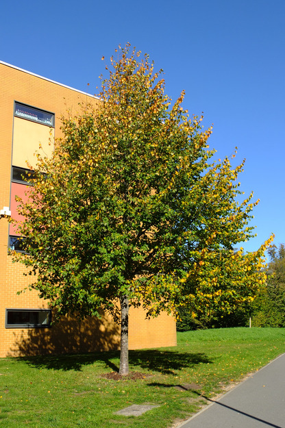 October tree photo