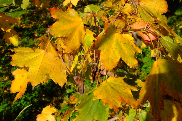 October close-up photo