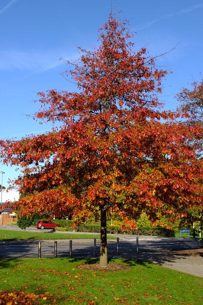 Henley West tree photo