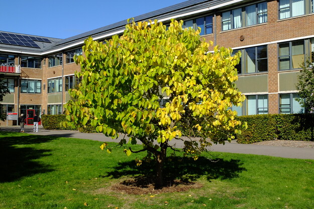 Edith Morley lawn tree photo