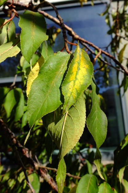 October close-up photo