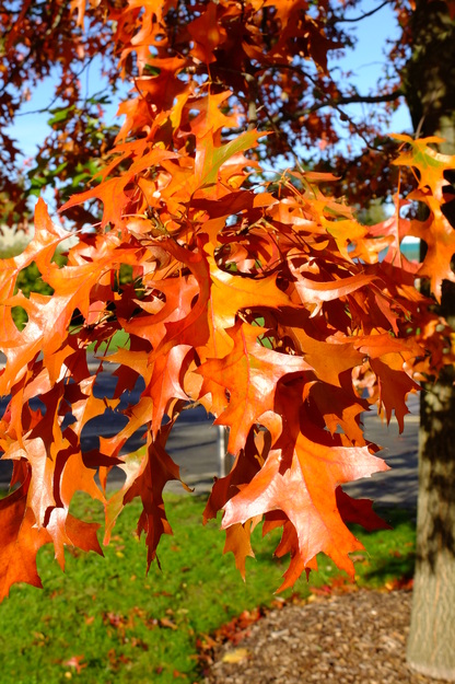 October close-up photo