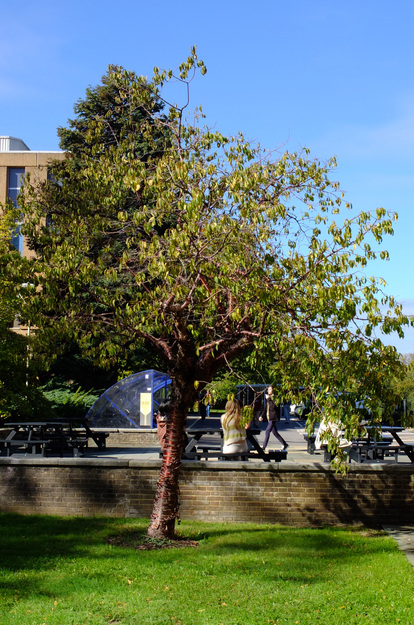 Whiteknights Quad tree photo