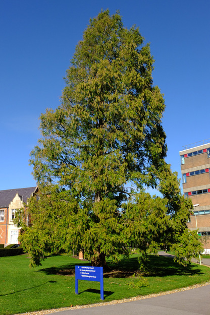 October tree photo