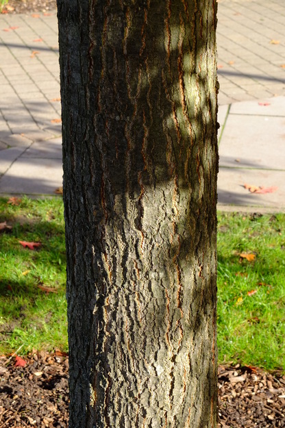 October close-up photo