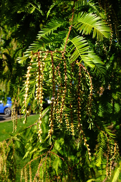 October close-up photo