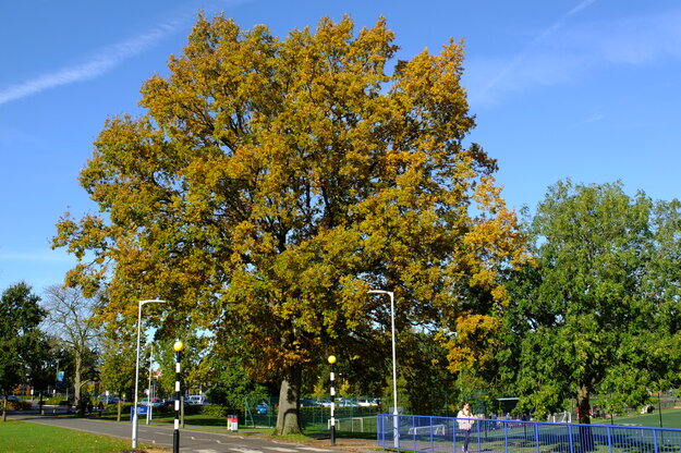 October tree photo