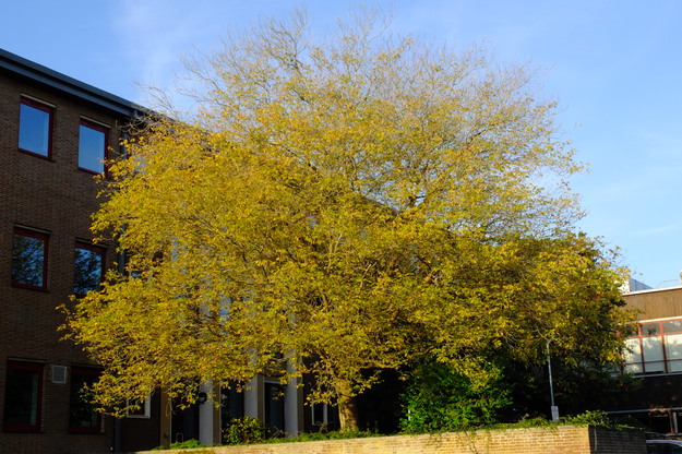 Photo of Acer negundo