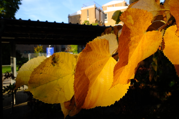 October close-up photo