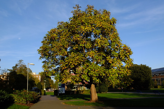 Palmer Quad tree photo
