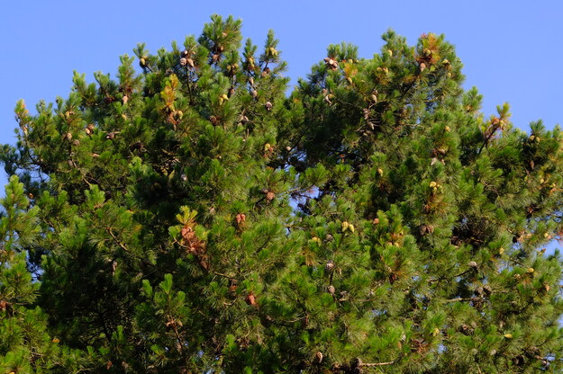October close-up photo