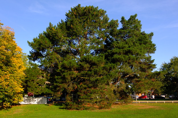 October tree photo