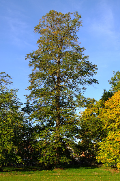 Shinfield Road tree photo
