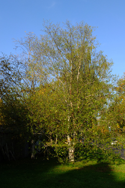 Tower North tree photo