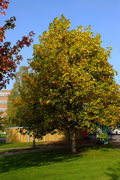 Photo of Liriodendron tulipifera