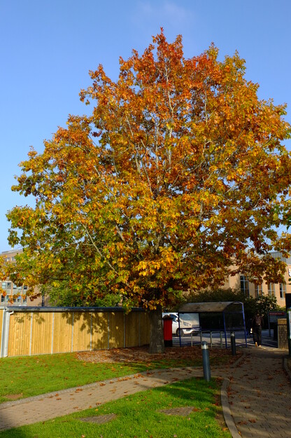 October tree photo