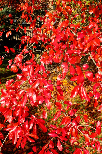 October close-up photo
