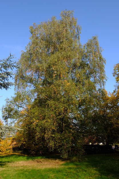 Photo of Betula pendula