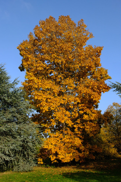 Photo of Carya ovata