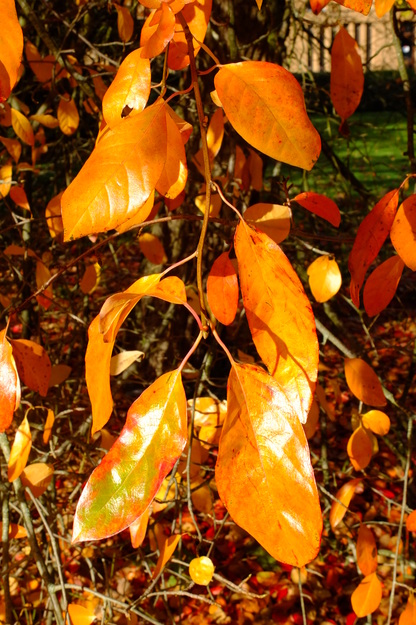October close-up photo