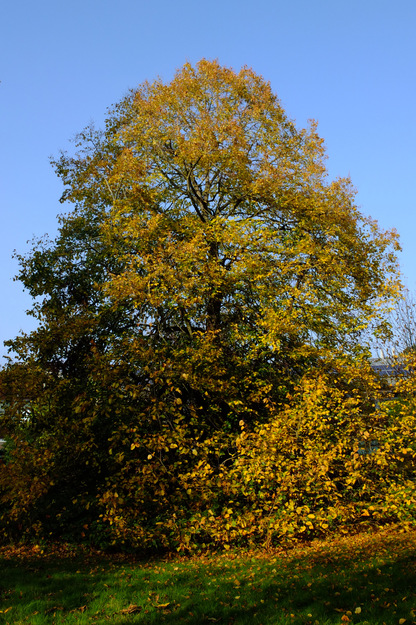 Photo of Tilia &times; europaea