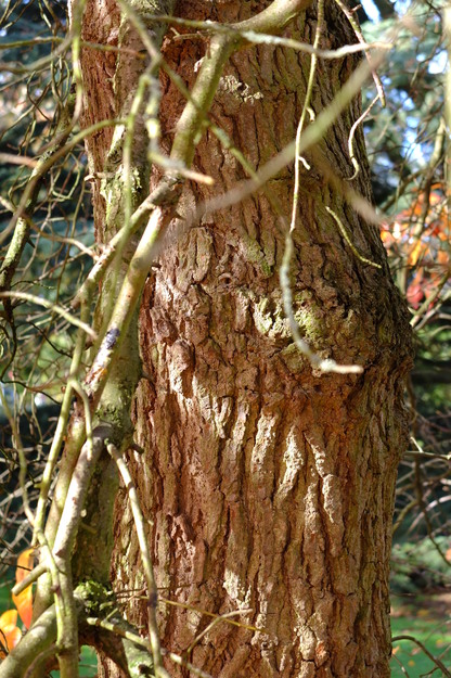 October close-up photo