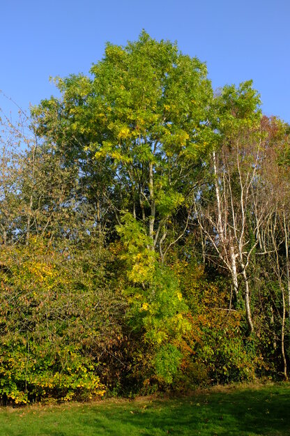 Harris Garden tree photo