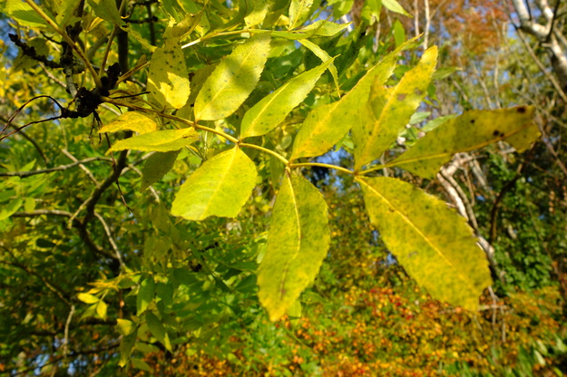 October close-up photo