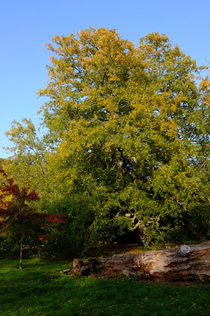 Harris Garden tree photo