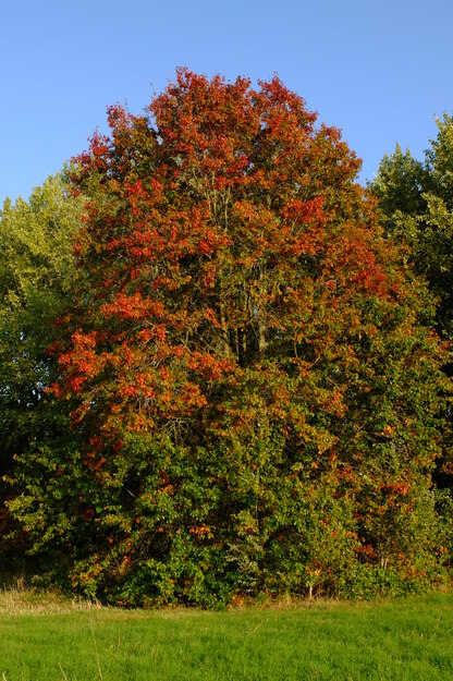 Park meadow tree photo
