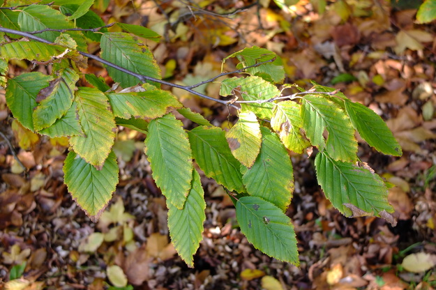 October close-up photo