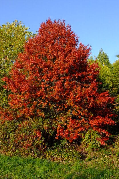 Causeway Bridge tree photo