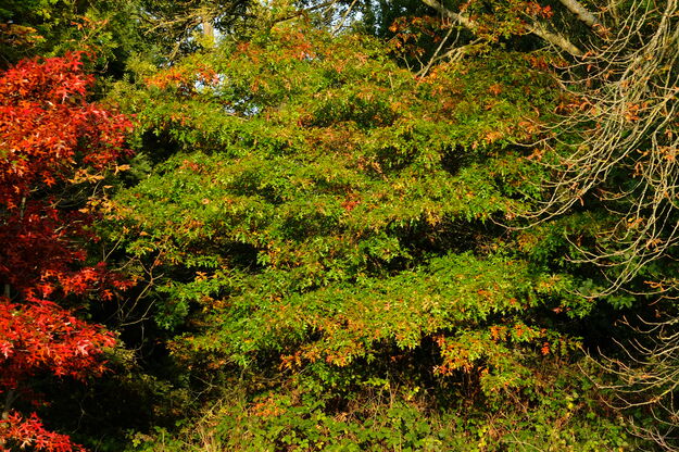 October tree photo