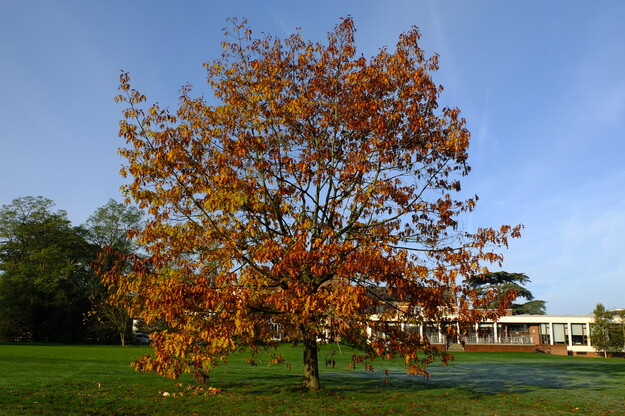 October tree photo