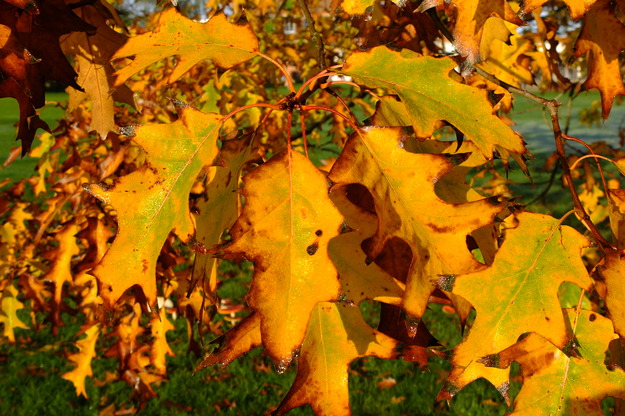 October close-up photo