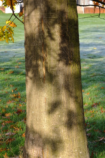 October close-up photo