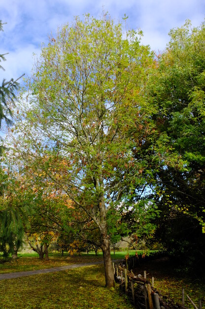 Harris Garden tree photo