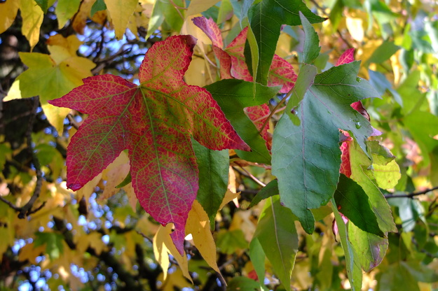 November close-up photo